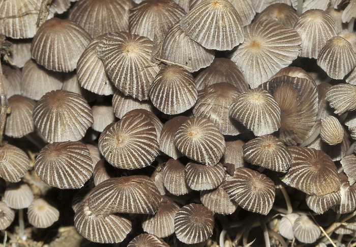 Coprinellus disseminatus